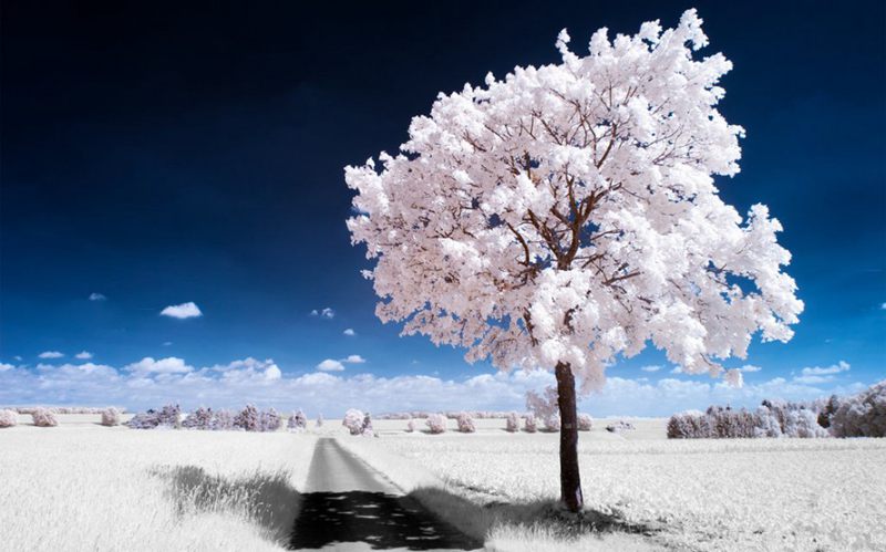 攝影技巧：紅外攝影下的綠色變成了雪景(圖2)