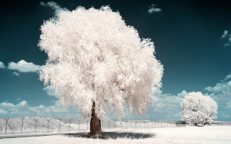 攝影技巧：紅外攝影下的綠色變成了雪景(圖4)